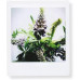Фотоплівка Fujifilm Instax Square 20 шт